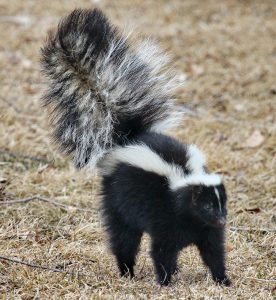 skunk damage insurance